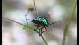 عوالم صغيرة، تأثير كبير: استكشاف فن التصوير الكلي